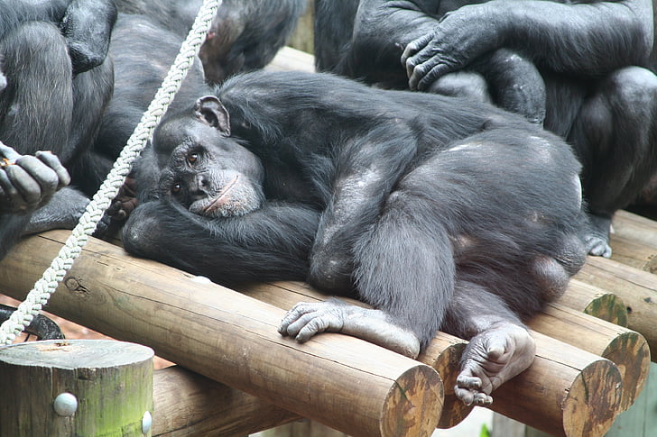 monkey, ape, zoo, rest, relax, animal, chill out