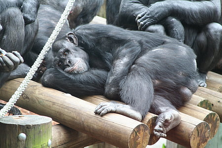 Monkey, Ape, Zoo, zvyšok, Relax, zviera, chill out