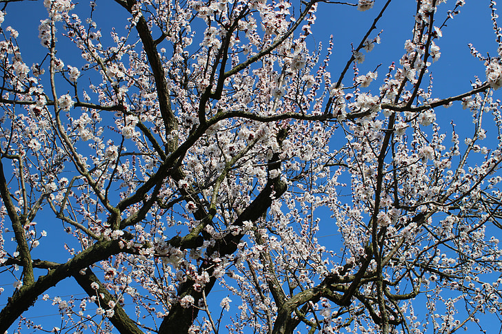 природата, Пролет, плодно дърво, цвете, kajszivirág, плодове, Градина