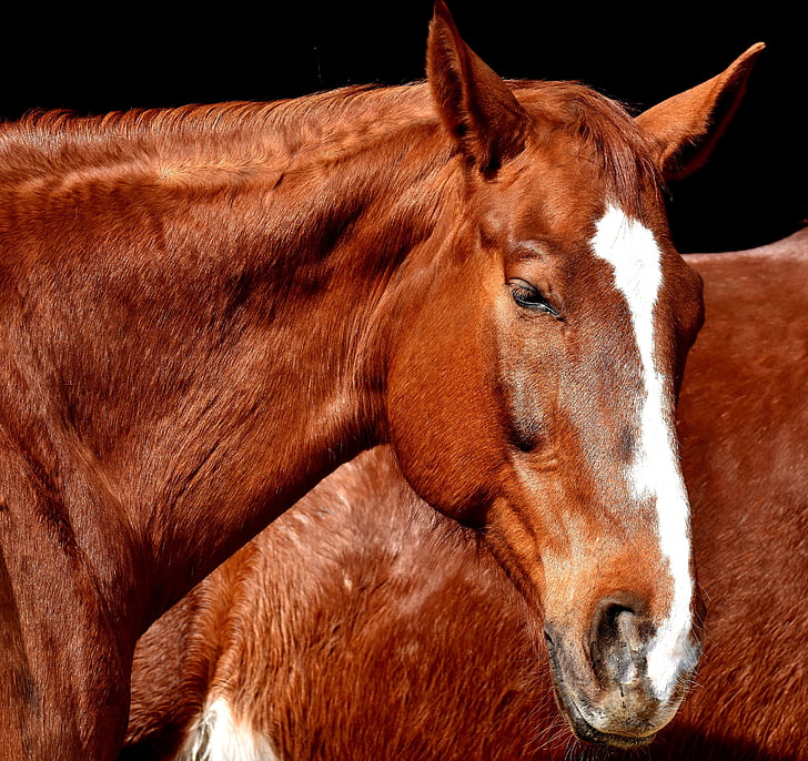 horse, brown, portrait, beautiful, animal, wildlife photography, animal world