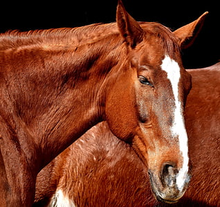 лошадь, коричневый, Портрет, красивая, животное, фотоохота, Животный мир