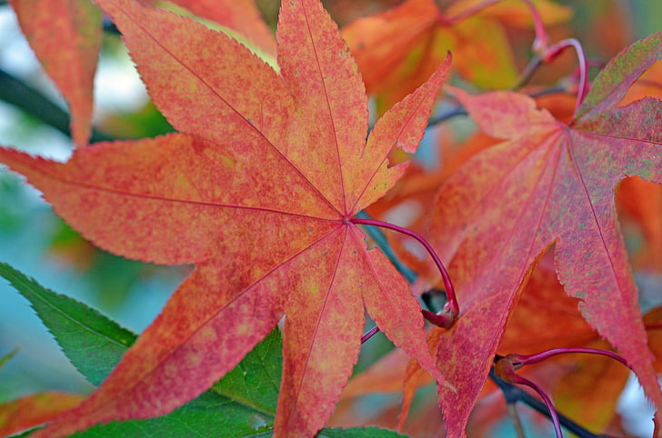 jeseni, listi, listov, drevo, gozd, barva, rdeča