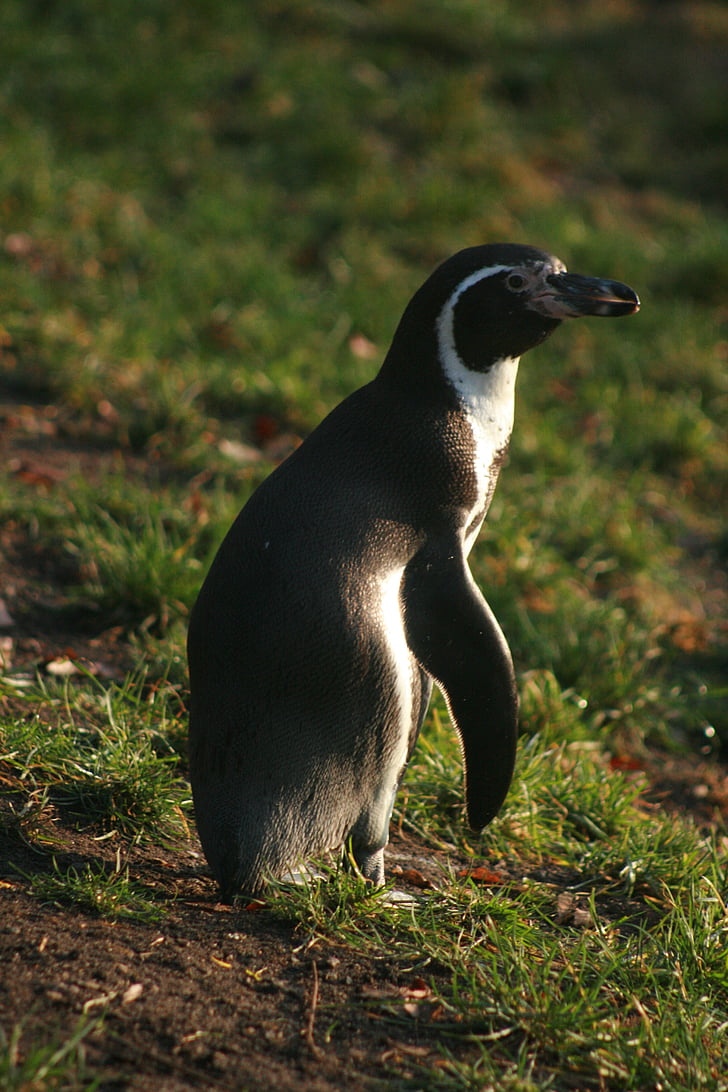 pingüí, natura, animals, animal