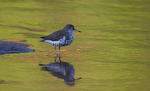 spotted sandpiper, water bird, wading, reflection, actitis macularius, coast, beach