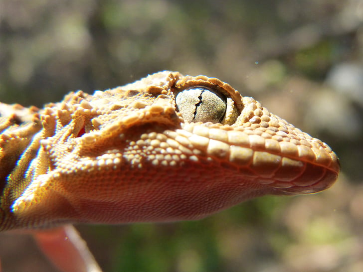 Gecko, driežas, roplių, išsamiai, akių