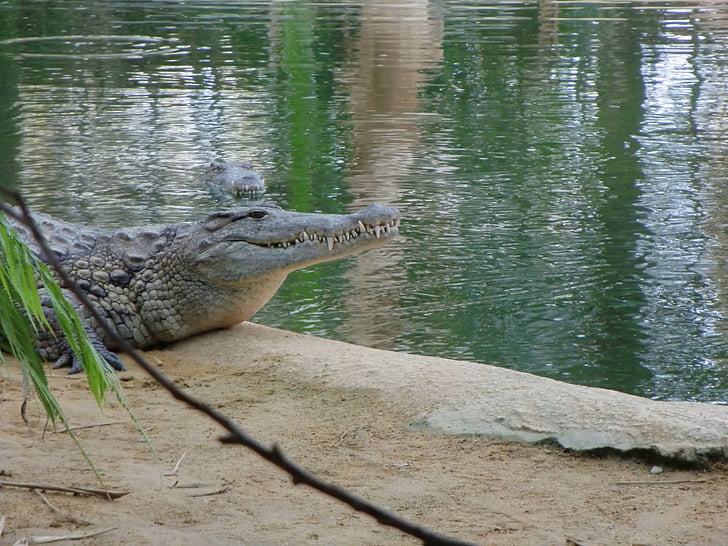 crocodile, water, landscape
