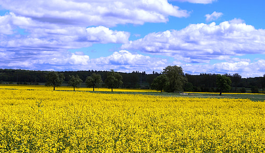 rapeseed, colza, canola, field, flowers, yellow, clouds