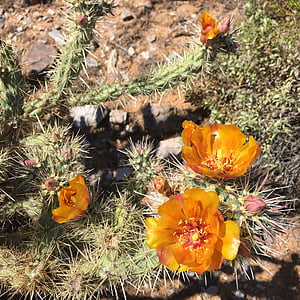 Кактус, Цветы, Аризона, США, Терновый венец, пустыня