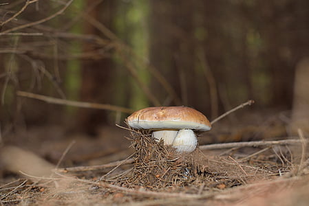 houby, houby, lesní houby, Les, podzim, Příroda, houby