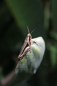 græshoppe, cricket, insekt, antenne, bug, makro, blad