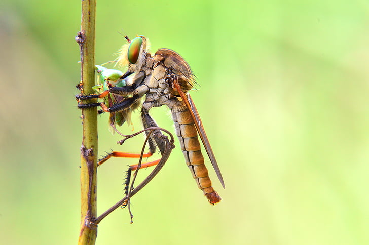 macro, robber-fly, robber, insect, animal, wildlife, nature