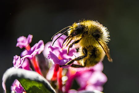 Pszczoła, trzmiel, kwiat, owad, Natura, szczelnie-do góry, roślina