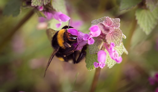animal, bee, blooming, blur, bumblebee, close-up, color
