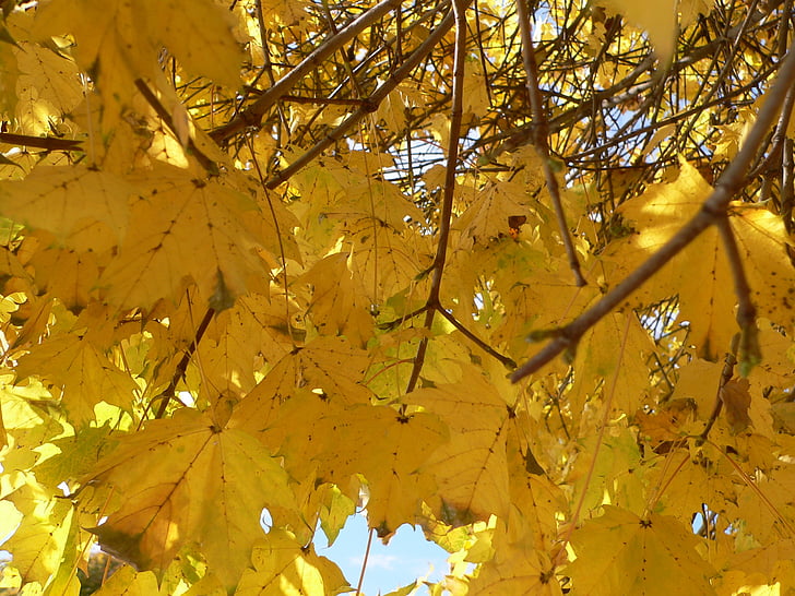dzeltens lapām, daba, rudens krāsas, spīdēt cauri, rudenī zaļumiem, atstāj, zeltaini dzeltena