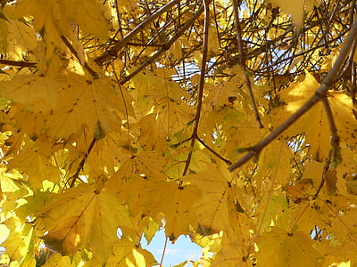 rumeni listi, narave, Jesenske barve, zasije skozi, padec listje, listi, zlato rumeno