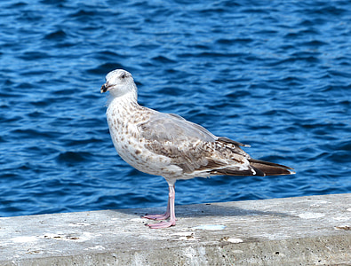 pájaro, Seagull, animal, pájaro del agua, mar, Dinamarca, Laesoe