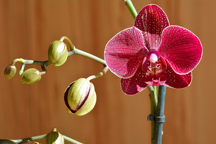 orchidėja, gėlė, žiedų, žydėti, pumpuras, augalų, uždaryti