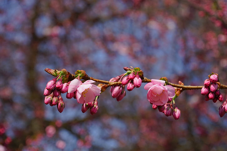 cirerers japonès, flors, Rosa, branca, brot, cirera japonesa amb flors, cirera ornamental