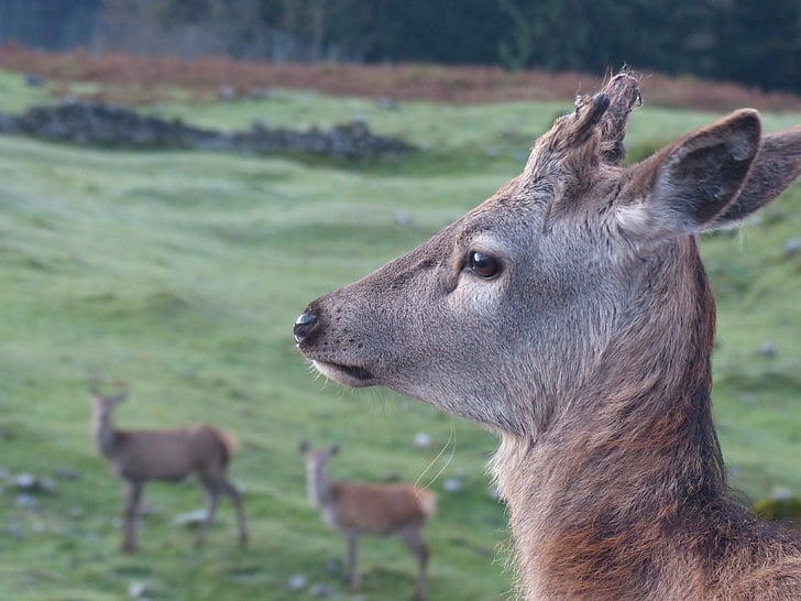 roe deer, kitz, wild, nature, forest, young deer, fallow deer