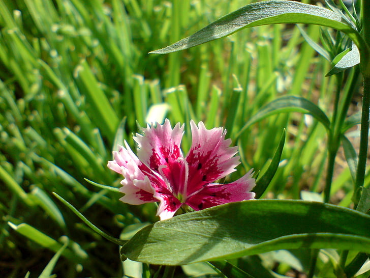 flower, pink flower, summer