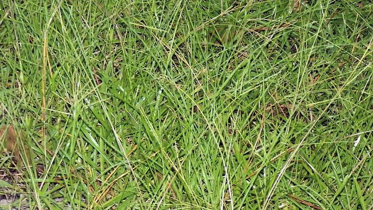 grass, roughage, pasture, green, agriculture, nature, plant