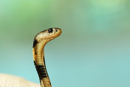 animal, animal photography, close-up, cobra, eye, little, poisonous