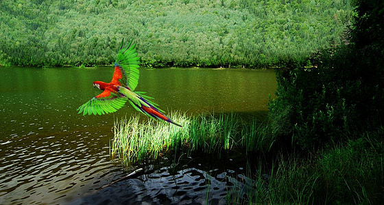 oiseau, Arara, oiseau tropical, Rio, végétation, nature, animal