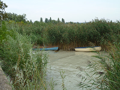 reed, water, nature, lake, bank, boats, pier