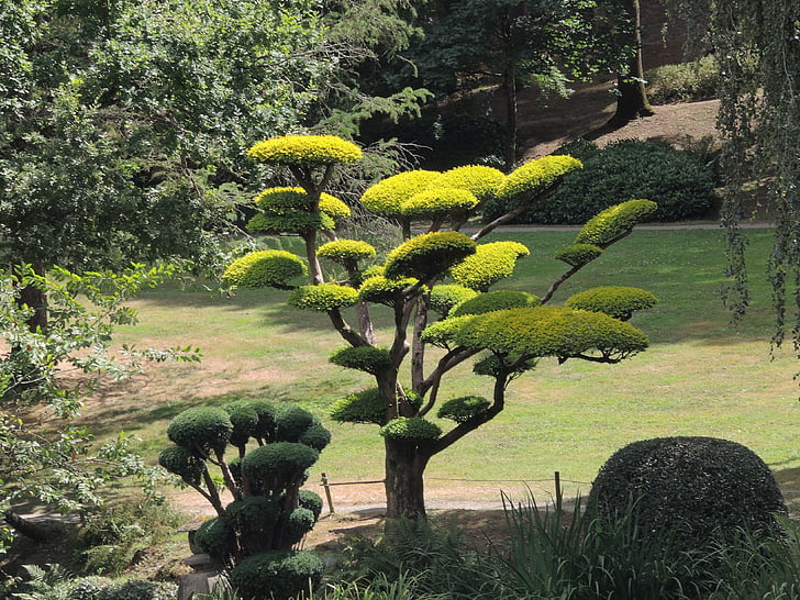 αρχιτεκτονική, φυτό, Ιαπωνία