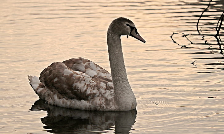 swan, water, white, water bird, lake, nature, white swan