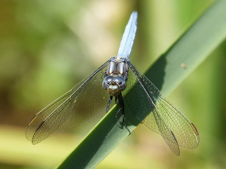 Blue Dragon-Fly, detalj, ljepota, krilati kukci, plava, vilin konjic, kukac