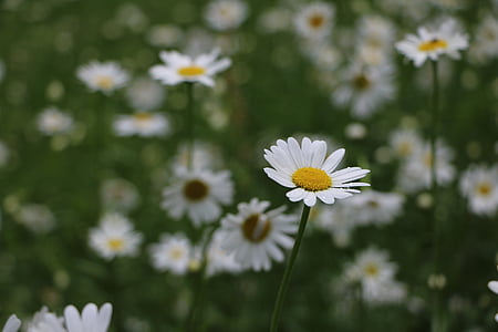 daisies, flower, meadow, garden, white