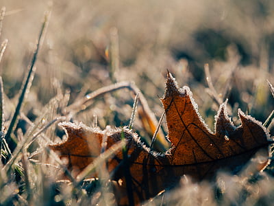 dried, maple, leaf, grass, frost, autumn, dry