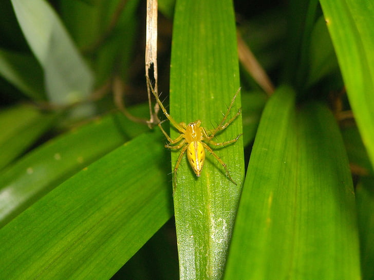spider, yellow, leaf, pandan, green, insect, nature