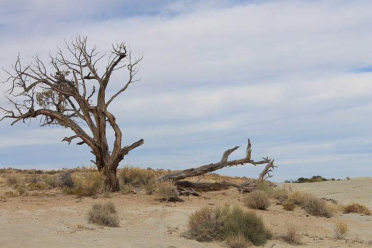 desert, twisted, tree, barren, beautiful, nature, landscape