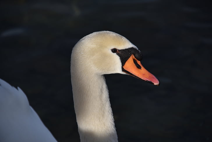 swan, water, water bird, lake constance, romanshorn, bird, nature