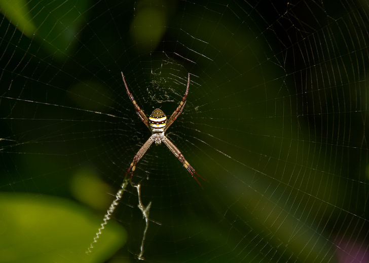 edderkopp, edderkoppnett, St andrews krysse edderkopp, Web, kors, gul, striper