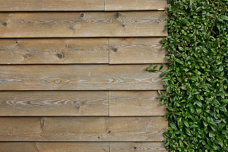 wall, wooden wall, wall boards, boards, maple, ivy, fouling