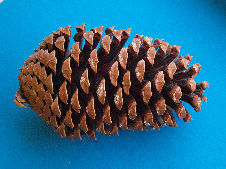 the beach pine cones, pinus pinaster, pinus maritima, maritime pine, star pine, hedgehog pine, sea pine