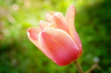 lill, Tulip, õis, Bloom, oranž roosa, kevadel, Aed