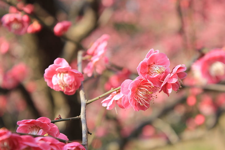 Plum blossom, tavaszi, rózsaszín, csírázás