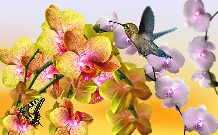 Gele orchidee, Lila orchidee, Orchid samengevoegd, Witte orchidee, natuur, lente, Tuin