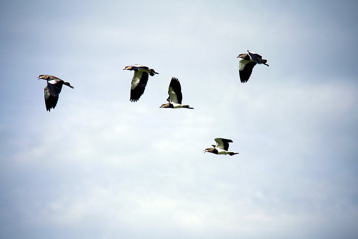 oiseaux, Flying, pigeons