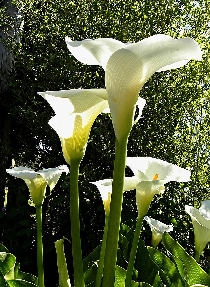 Calla, virágok, wildwachsend, California