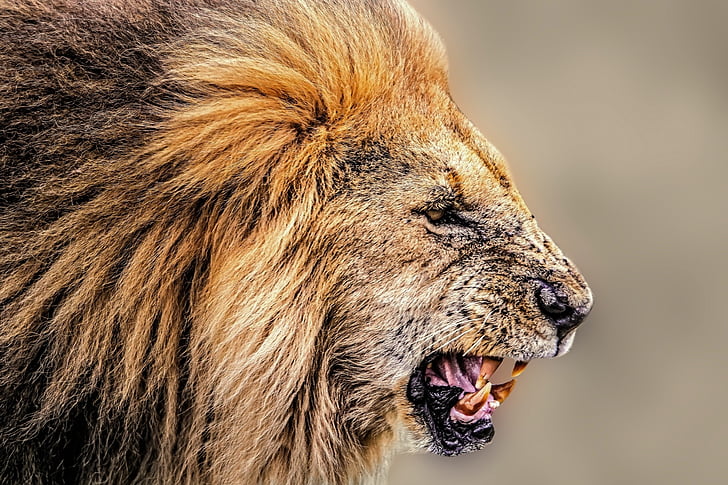 oroszlán, Afrika, vadonban, afrikai Szafari, Safari, szörnyeteg