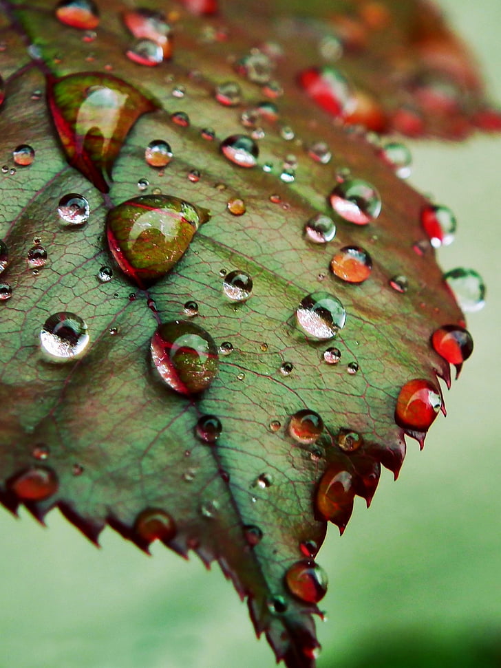 drops, leaves, nature, fall, rain, close-up, green color