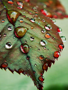 gotes, fulles, natura, tardor, pluja, close-up, color verd