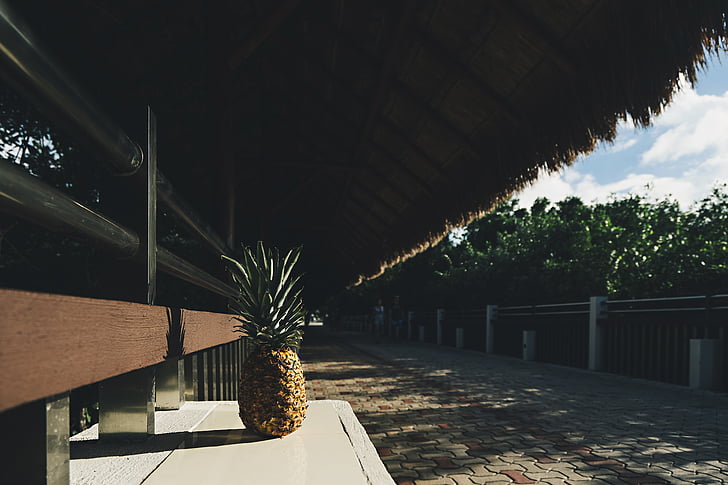 pineapple, fruit, gray, concrete, bench, tree, thatching