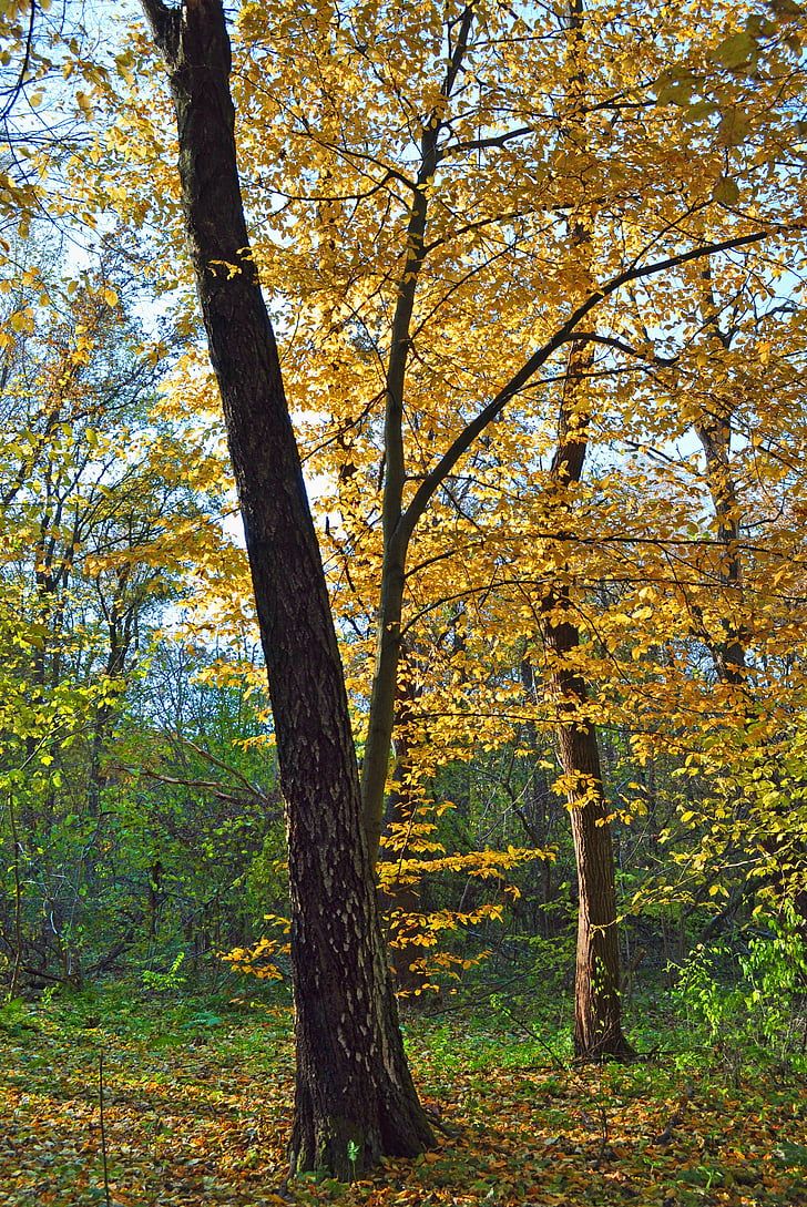 medis, geltona, rudenį, miško, Gamta