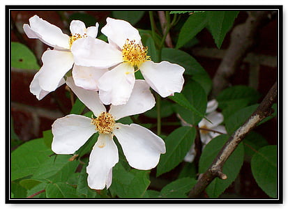 Rose, bela, en listek, starinski, narave, vrt, gruče
